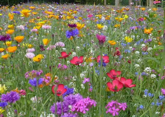 Sommerblomster 2