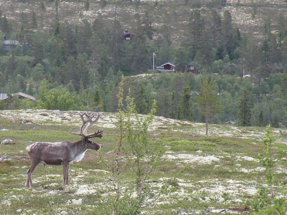Reinsdyrbukk - Stør-Elvdal JHJH